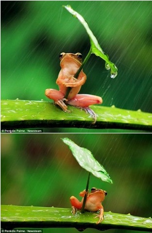 20130724 umbrella frog, 우산 개구리.jpg
